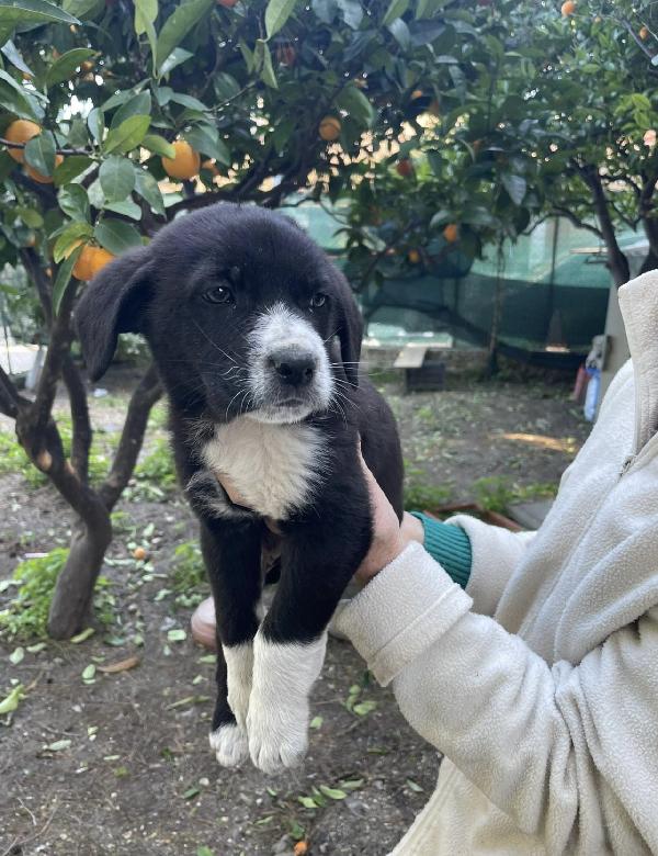 Thor un cucciolo bellissimo Foto 3