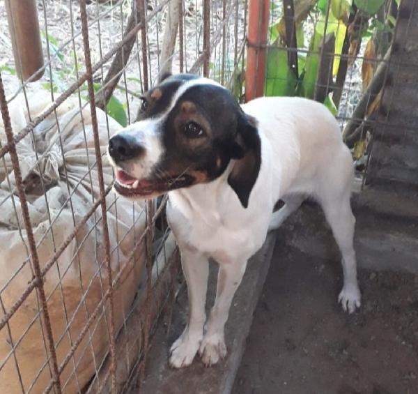 Candi e Mirò( la mamma è Breton)circa 3anni finiti in pessimo posto. Foto 2