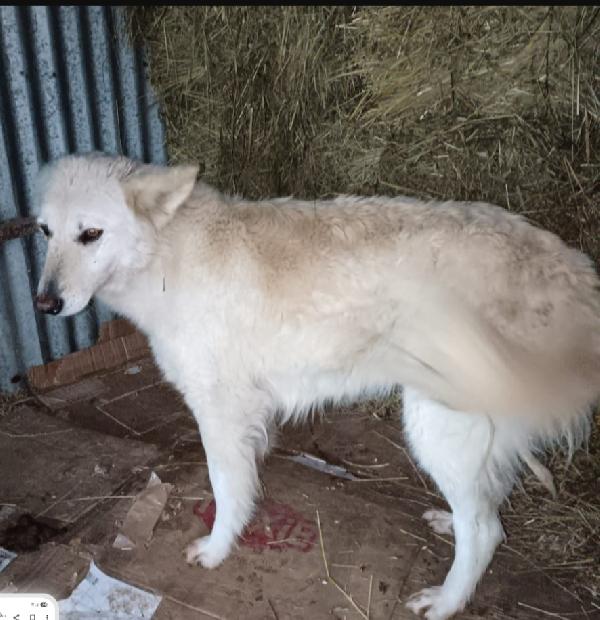 Birba 5Anni,Tranquilla,No Gatti.irpinia Urgente 