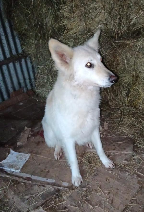 Birba 5anni,tranquilla,no gatti.IRPINIA URGENTE  Foto 2