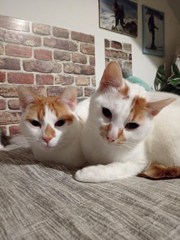 Due Corpi Ed Un'anima, Merlino E Lancillotto