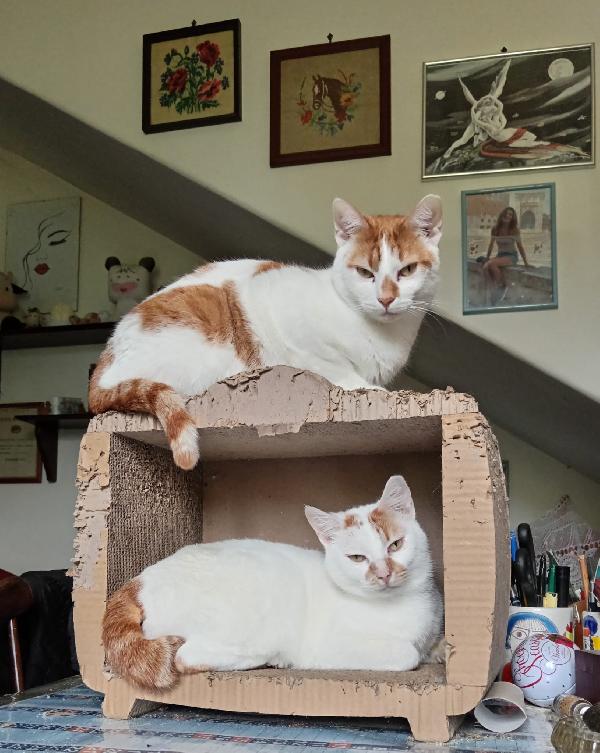 DUE CORPI ED UN'ANIMA, MERLINO E LANCILLOTTO Foto 2