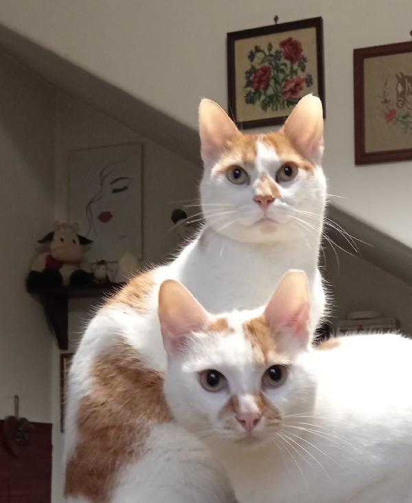 DUE CORPI ED UN'ANIMA, MERLINO E LANCILLOTTO Foto 3