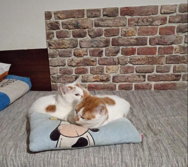 DUE CORPI ED UN'ANIMA, MERLINO E LANCILLOTTO Foto 4