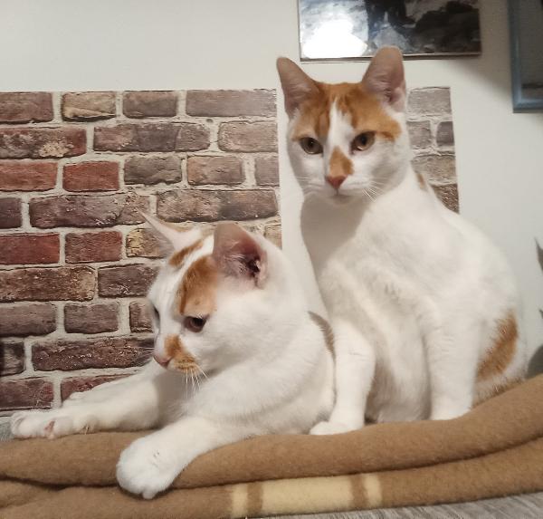 DUE CORPI ED UN'ANIMA, MERLINO E LANCILLOTTO Foto 5