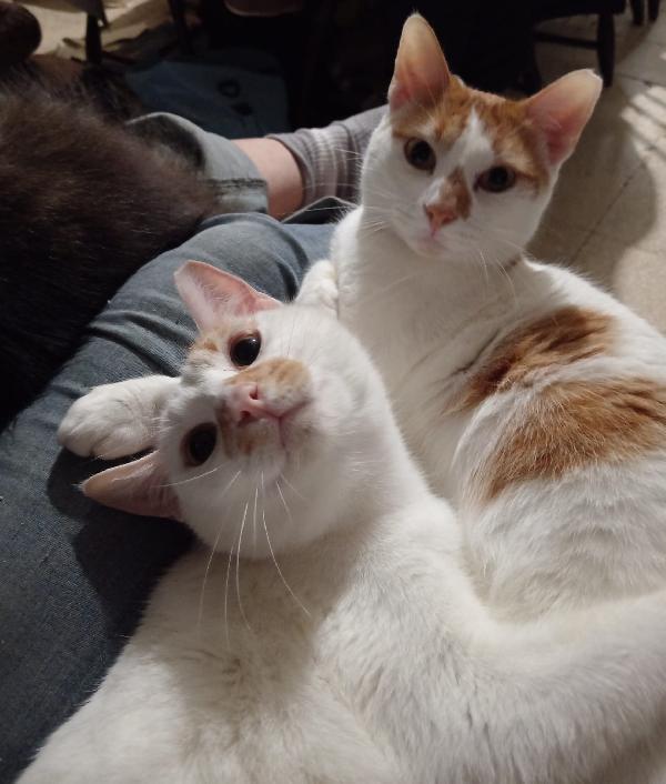 DUE CORPI ED UN'ANIMA, MERLINO E LANCILLOTTO Foto 6