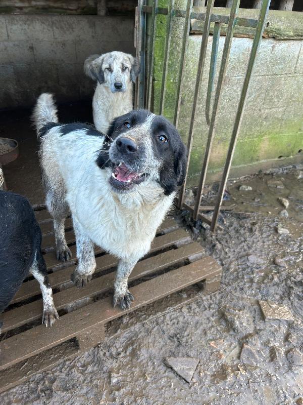 Silvy splendida giovanotta cerca famiglia  Foto 2
