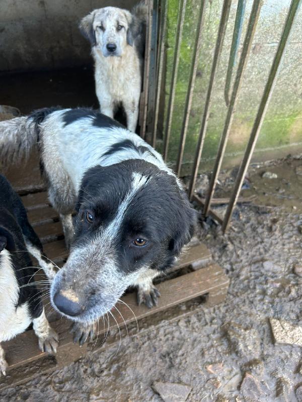 Silvy splendida giovanotta cerca famiglia  Foto 3