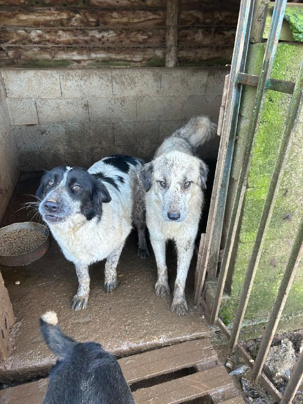 Silvy splendida giovanotta cerca famiglia  Foto 5