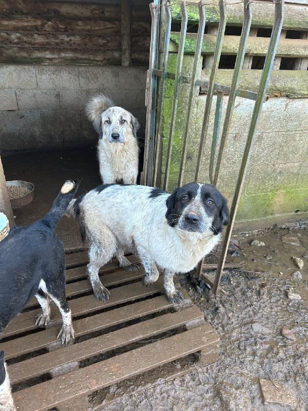Silvy splendida giovanotta cerca famiglia  Foto 6