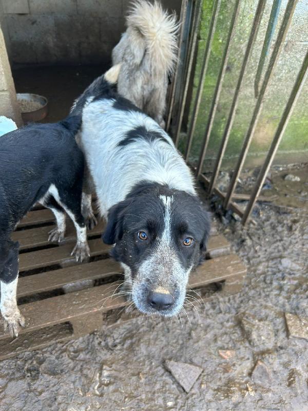 Silvy splendida giovanotta cerca famiglia  Foto 7