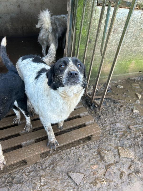 Silvy splendida giovanotta cerca famiglia  Foto 9