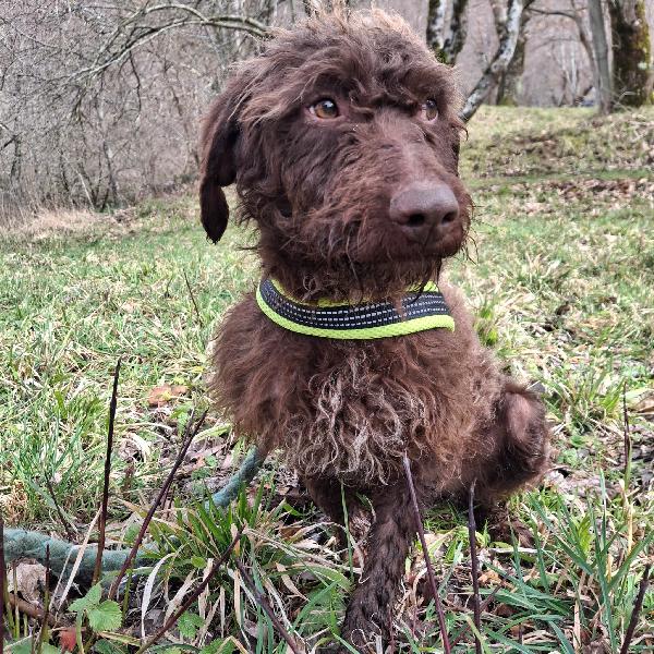 Pelé 1 anno tg media mix lagotto  Foto 2