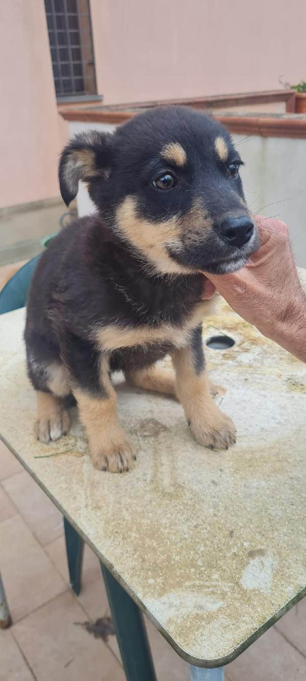 Fanny Splendida Dolce Cucciola Simil Pastore Cerca Famiglia 