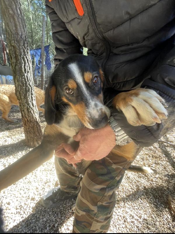 Pluto Segugino 15 Kg 