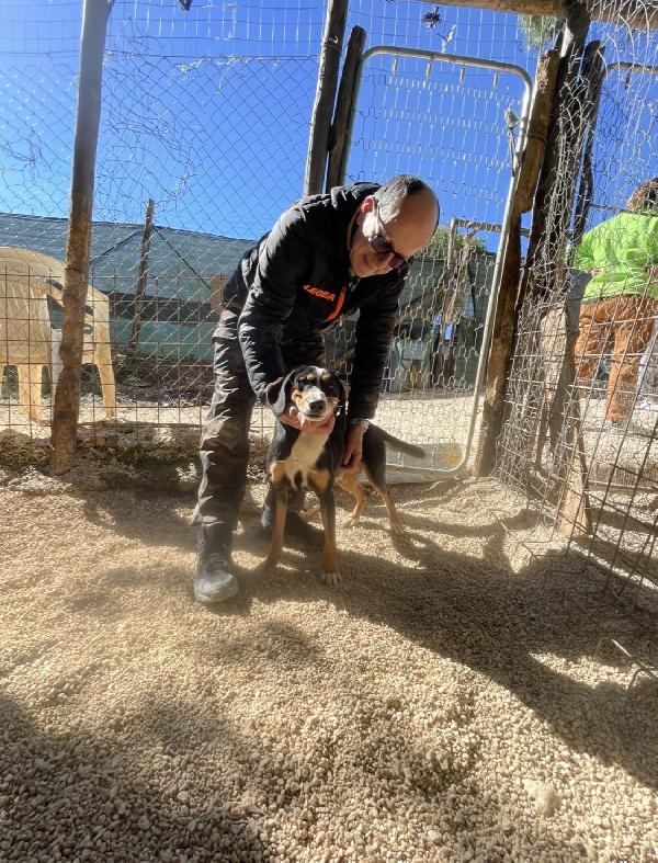 Pluto segugino 15 kg  Foto 2