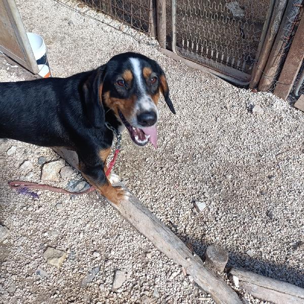 Pluto segugino 15 kg  Foto 4