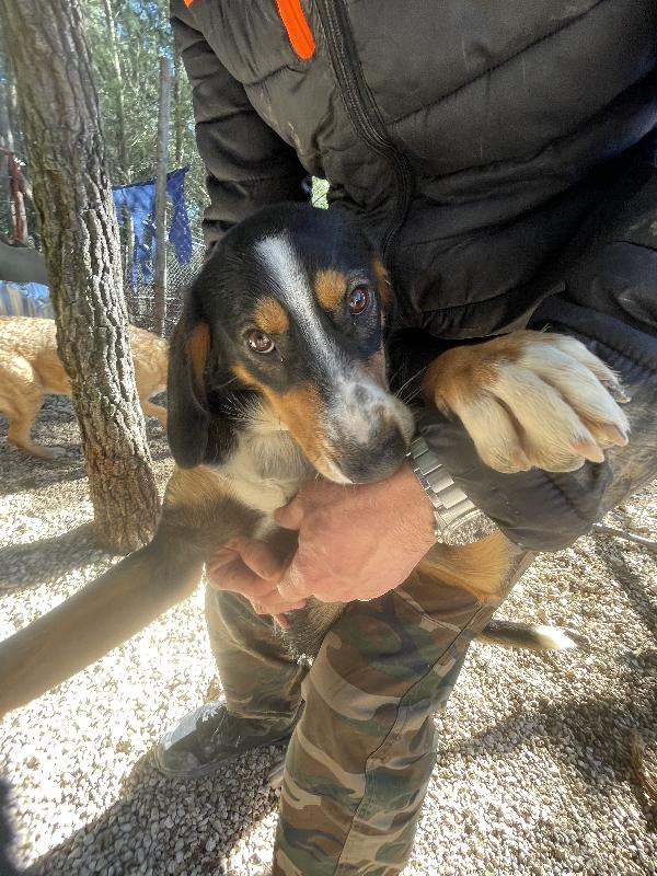 Pluto segugino 15 kg  Foto 5