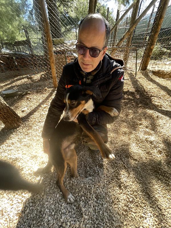 Pluto segugino 15 kg  Foto 7