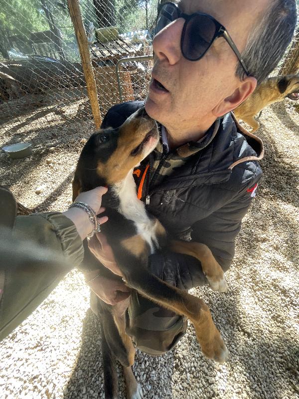 Pluto segugino 15 kg  Foto 8