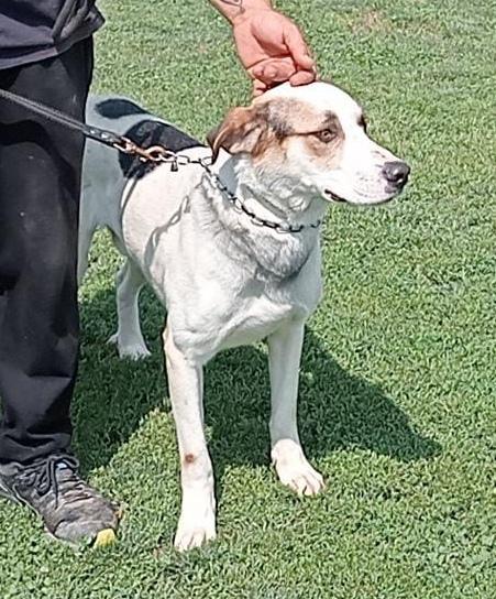 Ciccio Uno Splendido Cane Maschio