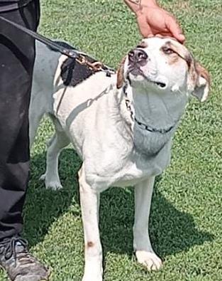 Ciccio uno splendido cane maschio Foto 2