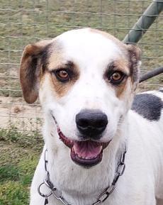 Ciccio uno splendido cane maschio Foto 3