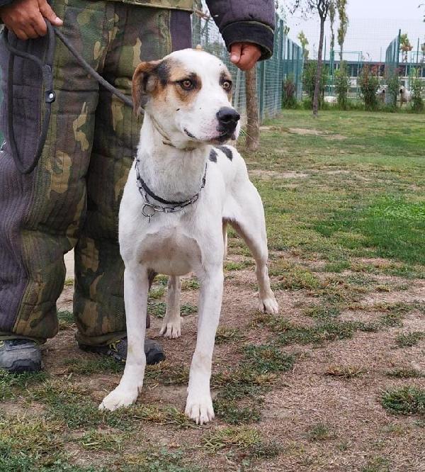 Ciccio uno splendido cane maschio Foto 4