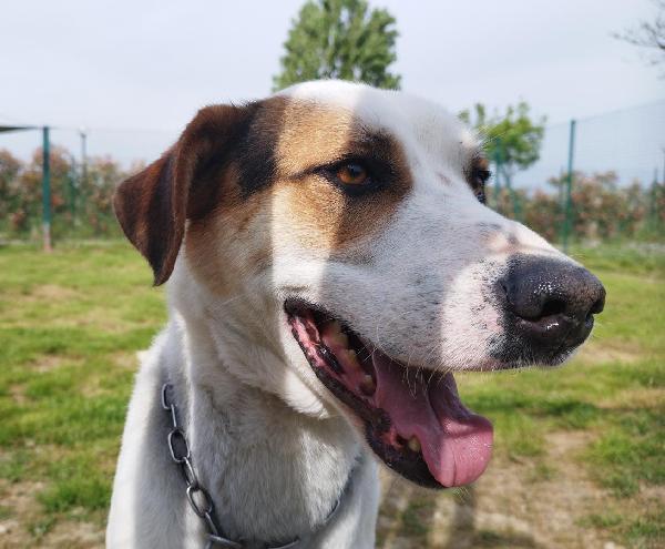 Ciccio uno splendido cane maschio Foto 6