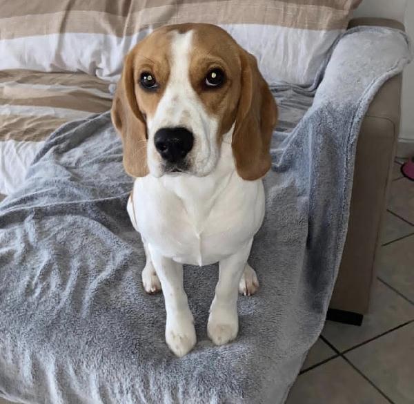 Willy Dolcissimo Beagle Cerca Casa 