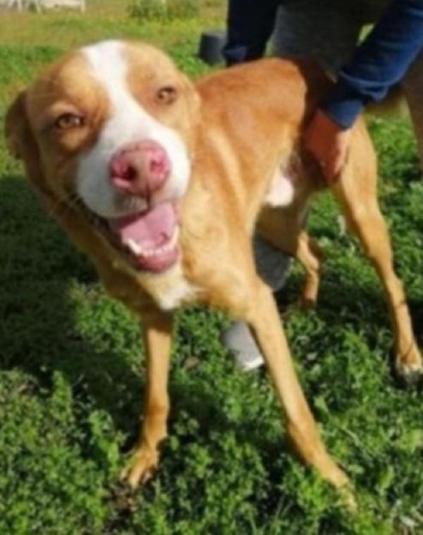 Dennis Adulto Bello E Sfortunato! Calabria