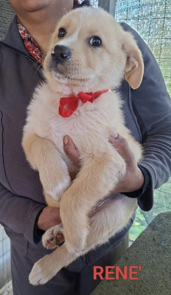 Splendidi cuccioli simil labrador  Foto 2