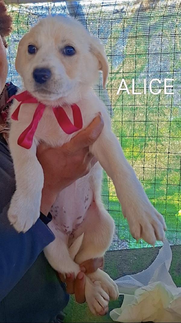 Alice Splendida Cucciola Simil Labrador