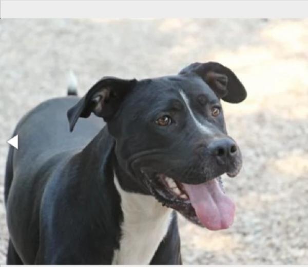 Pitbull Adulto Salvato Anni Fa Legato Ad 1Palo Roma