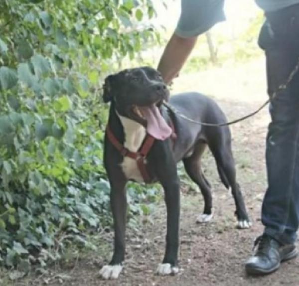 Pitbull adulto salvato anni fa legato ad 1palo ROMA Foto 3