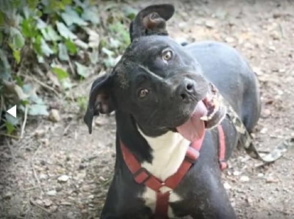 Pitbull adulto salvato anni fa legato ad 1palo ROMA Foto 4