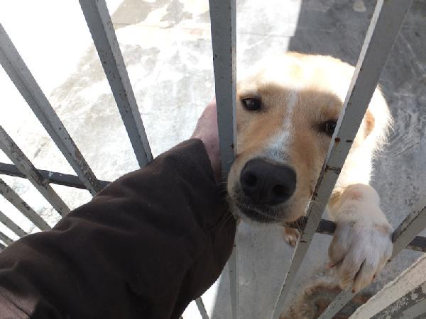 Aldino (taglia mediopiccola) Foto 2