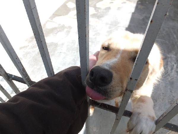 Aldino (taglia mediopiccola) Foto 4