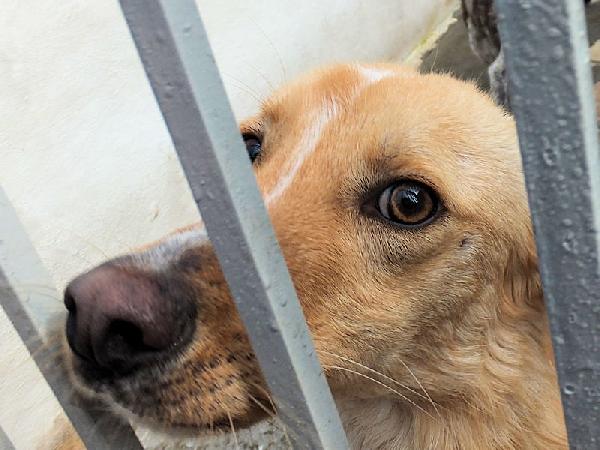 Aldino (taglia mediopiccola) Foto 6