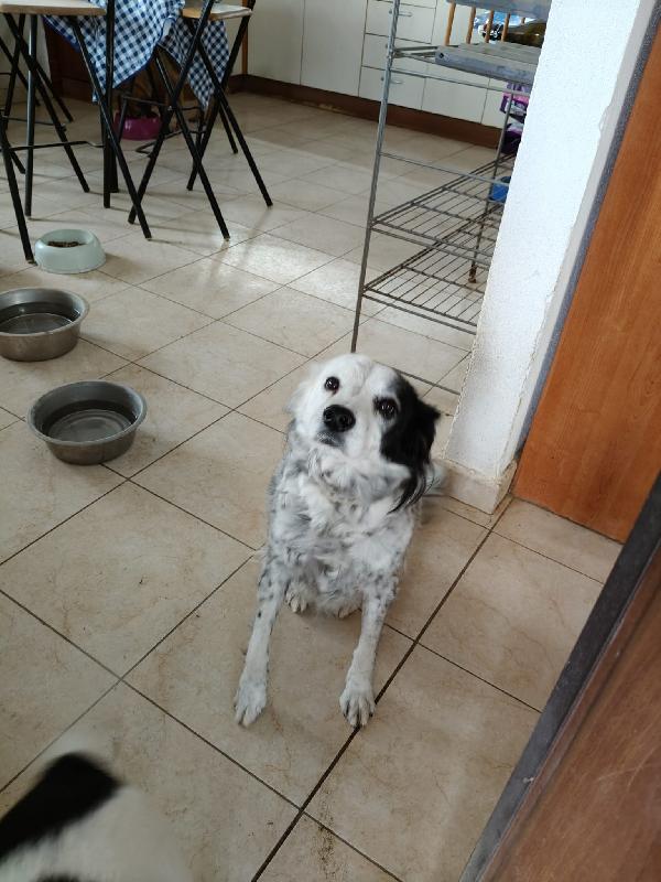 PIA, TENERA SIMIL SETTERINA DI 13 KG, CERCA ADOZIONE DEL CUORE  Foto 2