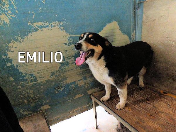 Emilio Simpatico Bassottino Tricolore