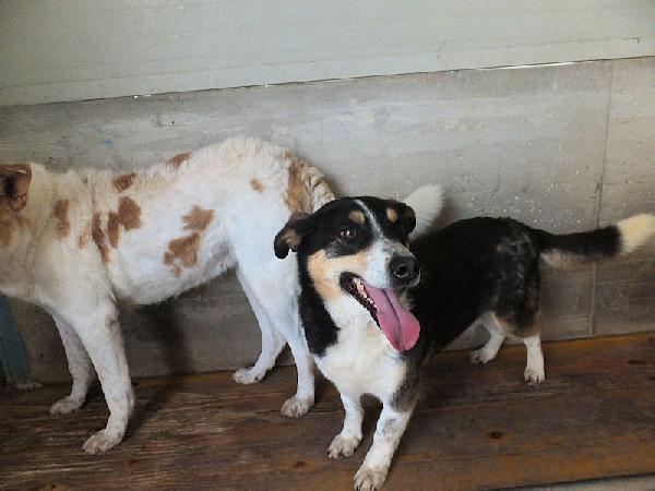 Emilio simpatico bassottino tricolore Foto 2
