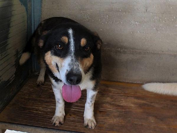 Emilio simpatico bassottino tricolore Foto 3