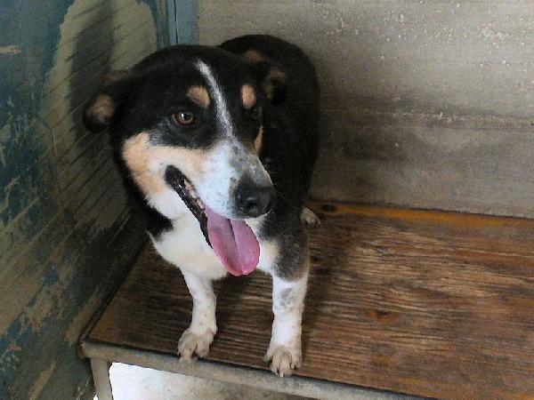 Emilio simpatico bassottino tricolore Foto 5