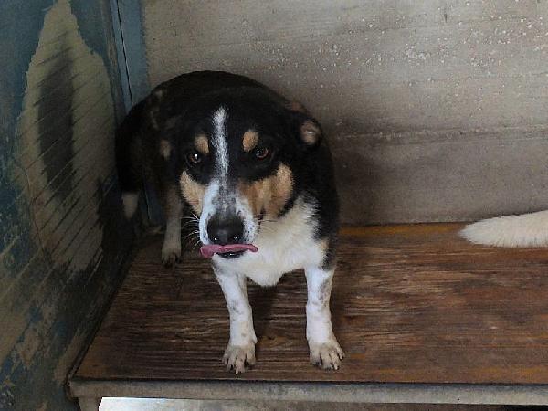 Emilio simpatico bassottino tricolore Foto 6