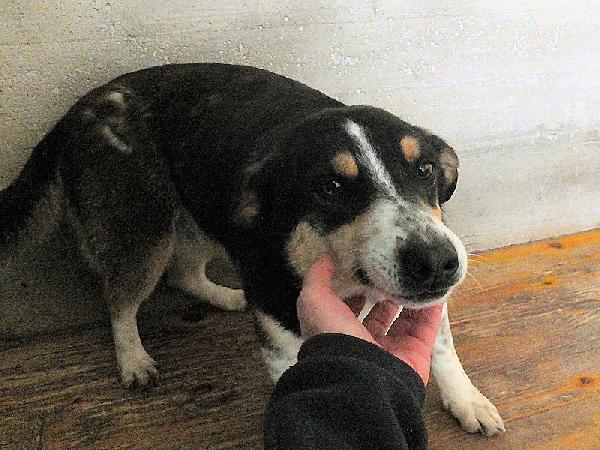 Emilio simpatico bassottino tricolore Foto 8