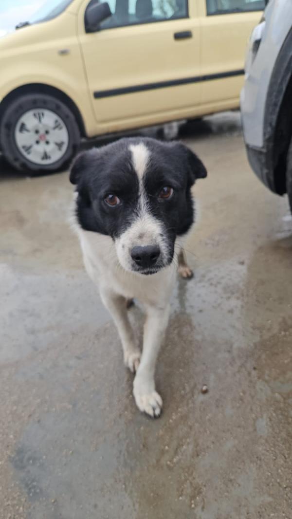 Ponza: 2 mesi taglia contenuta  Foto 3