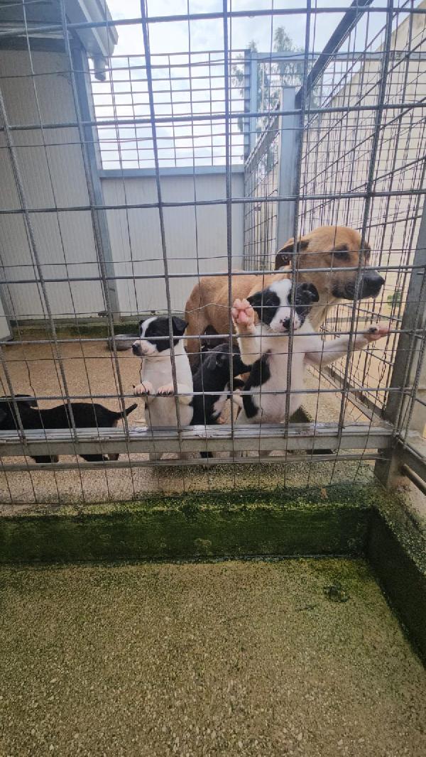 Ponza: 2 mesi taglia contenuta  Foto 6