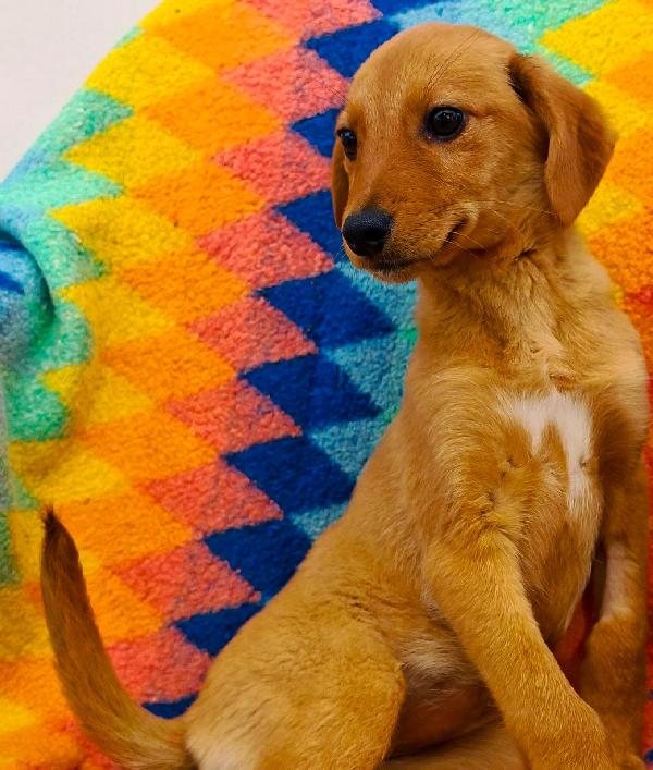 Nocciola🤎🍀 Foto 2