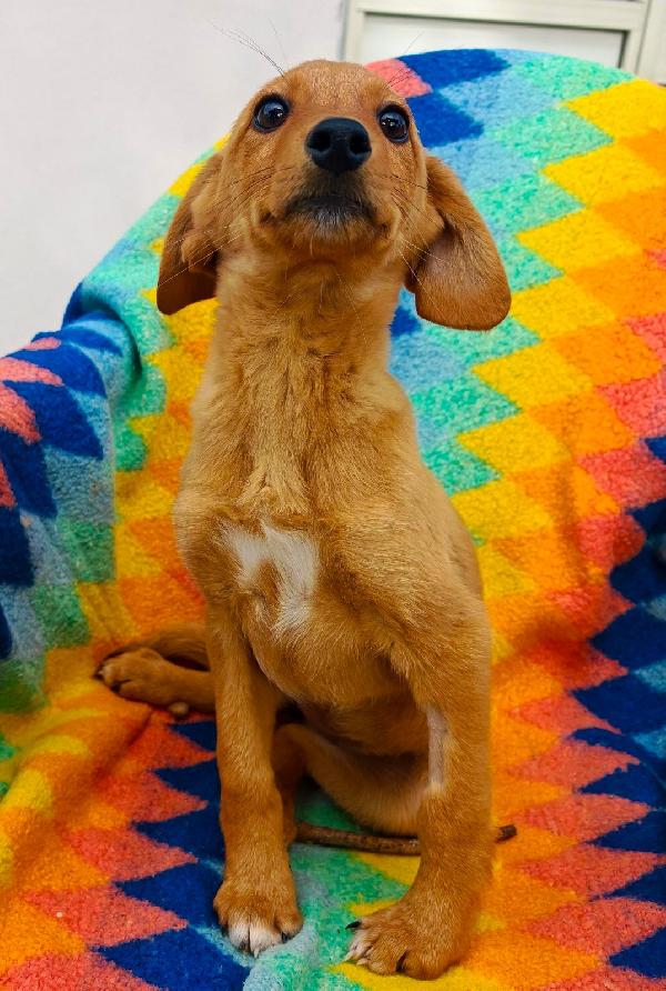 Nocciola🤎🍀 Foto 4